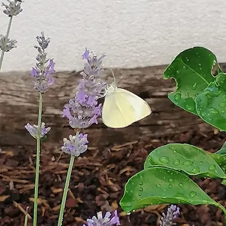 Aria Vallis * Tribalj (Primorsko-Goranska)